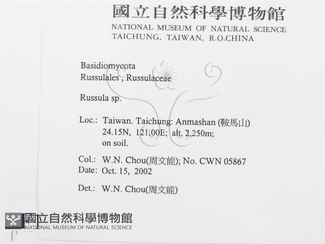 紅菇屬藏品圖，第2張