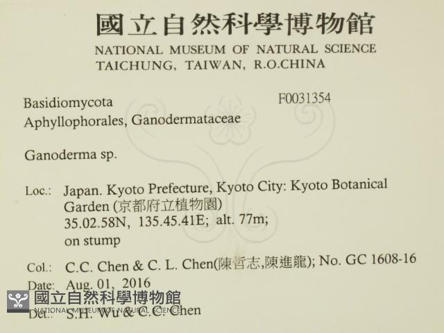 靈芝屬藏品圖，第2張