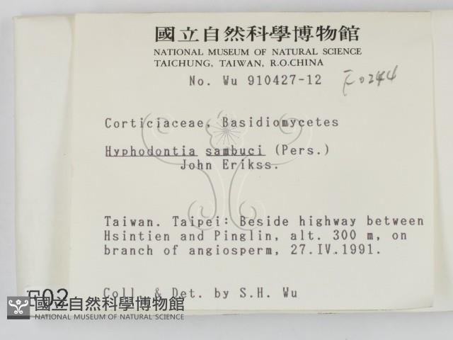 冇骨消絲齒菌藏品圖，第2張