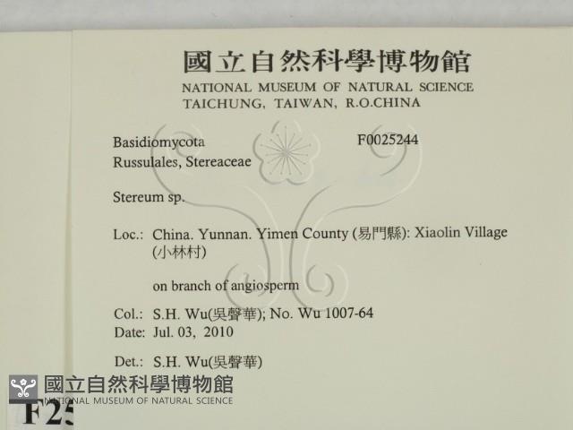 韌革菌屬藏品圖，第2張