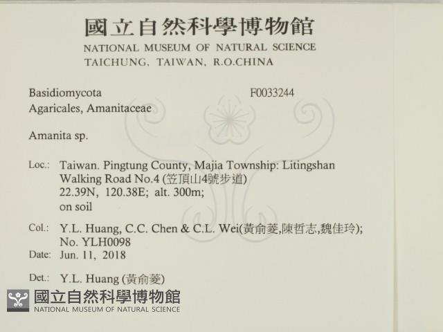 鵝膏屬藏品圖，第2張