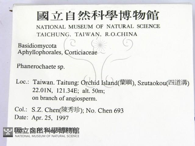 顯絲菌屬藏品圖，第2張