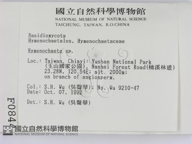 刺革菌屬藏品圖，第2張