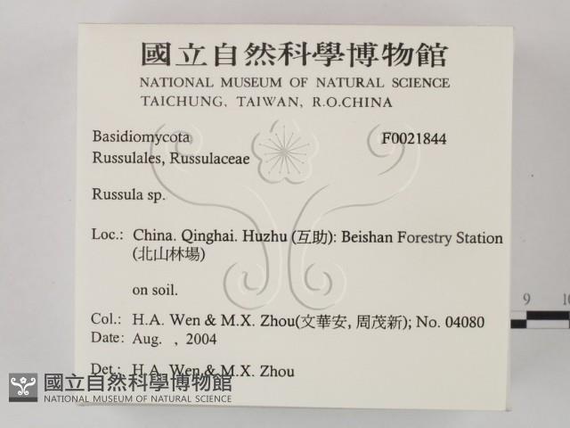 紅菇屬藏品圖，第2張