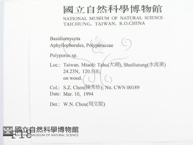 多孔菌屬藏品圖，第2張