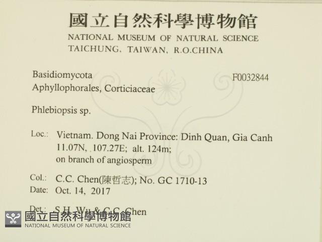 擬射脈菌屬藏品圖，第2張