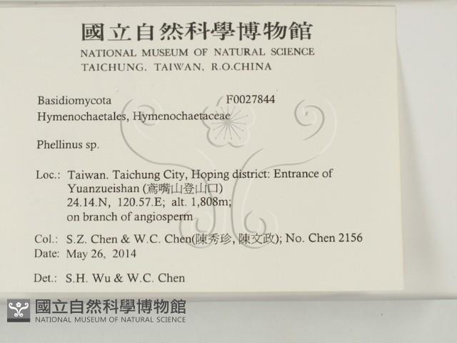 木層孔菌屬藏品圖，第2張