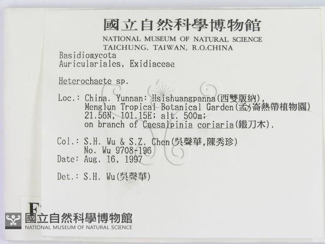 刺皮菌屬藏品圖，第2張