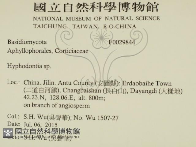 絲齒菌屬藏品圖，第2張