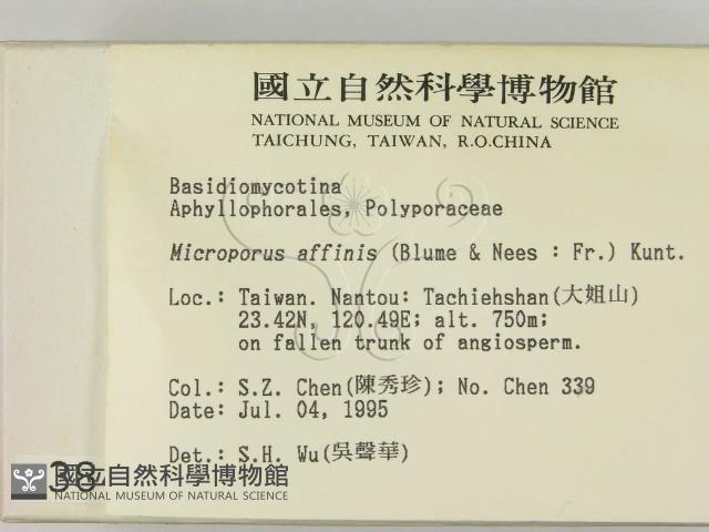 相鄰小孔菌藏品圖，第2張