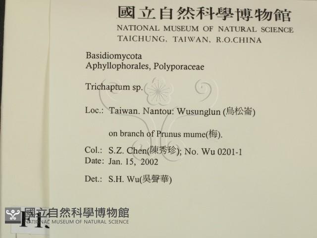 附毛菌屬藏品圖，第2張