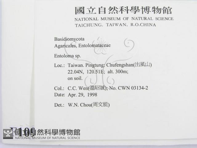 粉褶菌屬藏品圖，第2張