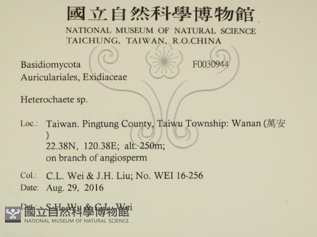 刺皮菌屬藏品圖，第2張