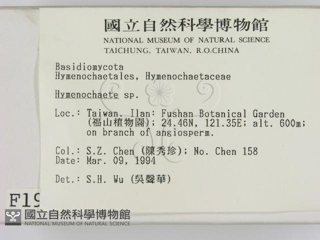 刺革菌屬藏品圖，第2張