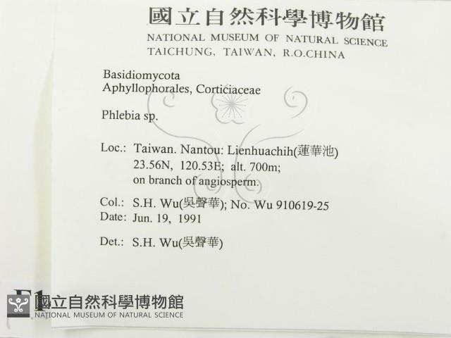射脈菌屬藏品圖，第2張
