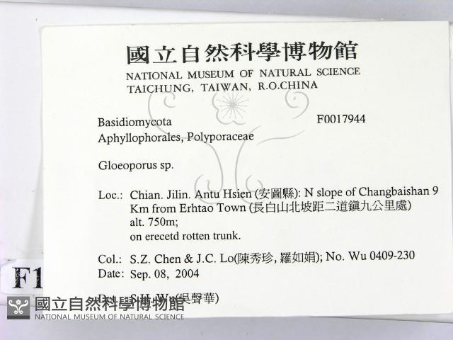 膠孔菌屬藏品圖，第2張