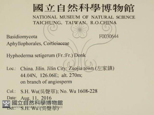 剛毛絲皮菌藏品圖，第2張