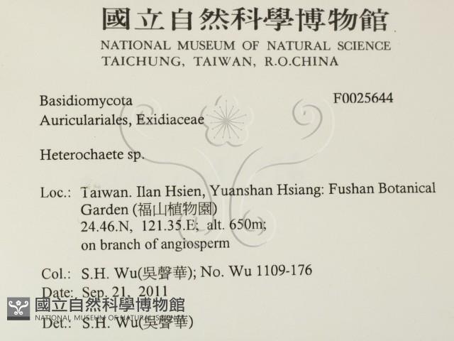 刺皮菌屬藏品圖，第2張