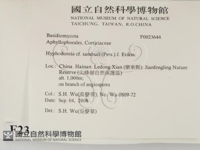 冇骨消絲齒菌藏品圖，第2張