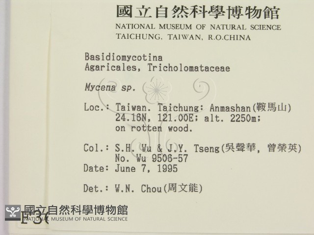 小菇屬藏品圖，第2張