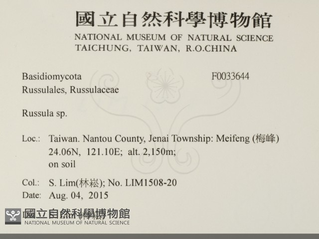 紅菇屬藏品圖，第2張