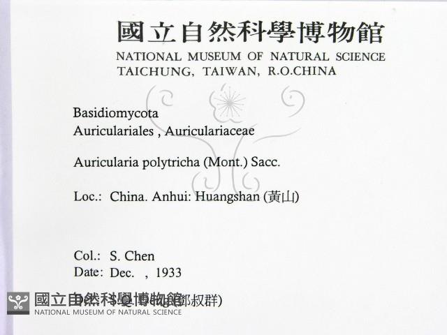 毛木耳藏品圖，第2張