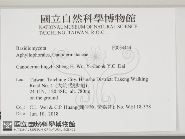 赤芝藏品圖，第2張