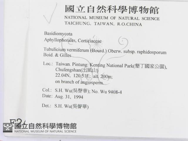 管齒菌屬藏品圖，第2張