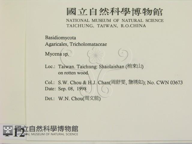 小菇屬藏品圖，第2張