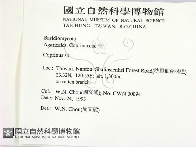 鬼傘屬藏品圖，第2張