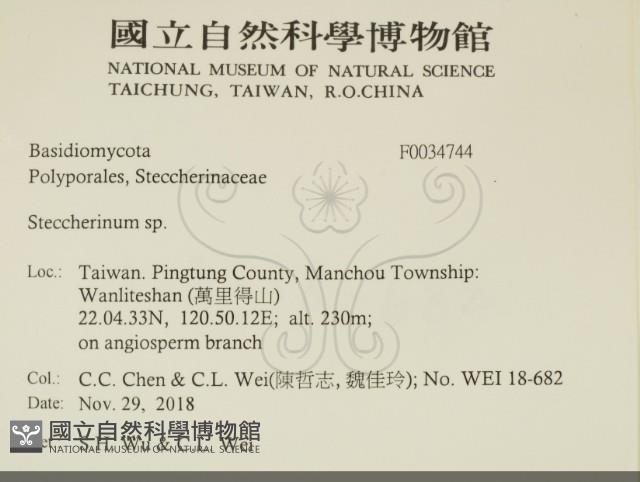 齒耳菌屬藏品圖，第2張