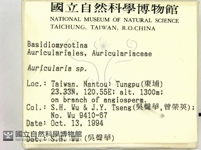 木耳屬藏品圖，第2張