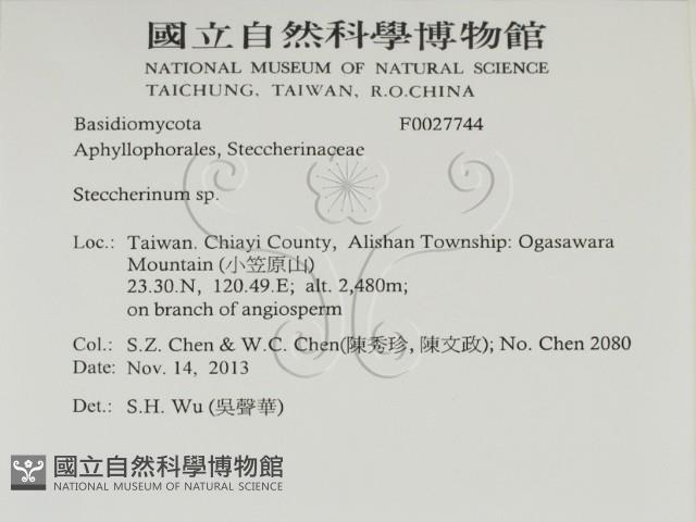 齒耳菌屬藏品圖，第2張