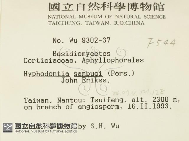 冇骨消絲齒菌藏品圖，第2張