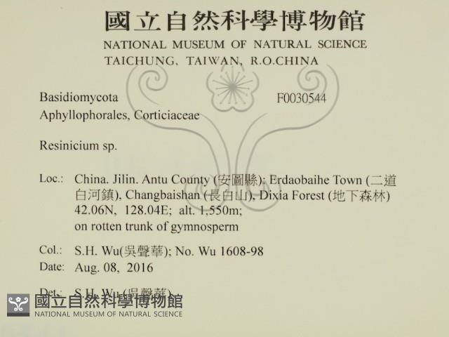 樹脂殼菌屬藏品圖，第2張