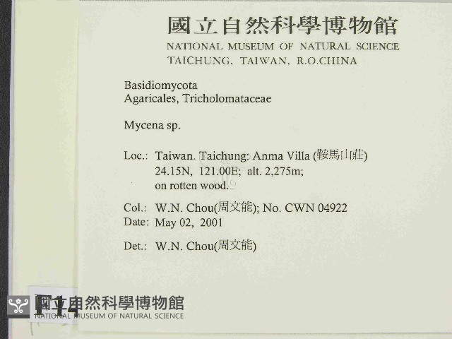 小菇屬藏品圖，第2張