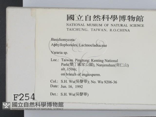 叉絲革菌屬藏品圖，第2張