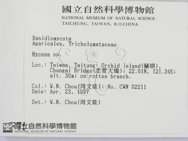 小菇屬藏品圖，第2張