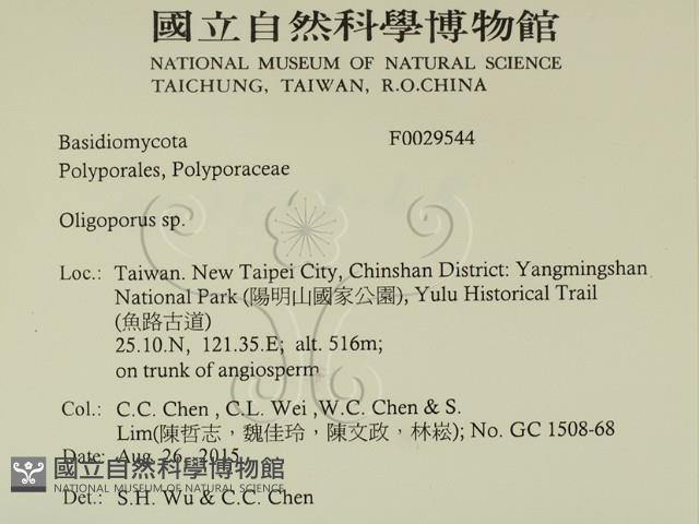 寡孔菌屬藏品圖，第2張