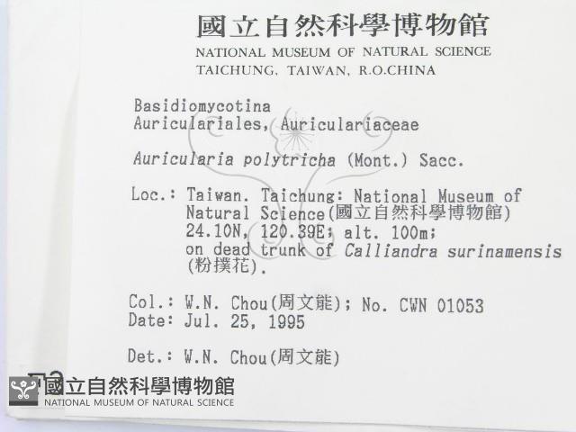 毛木耳藏品圖，第2張