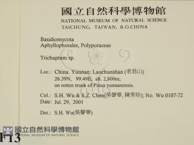 附毛菌屬藏品圖，第2張