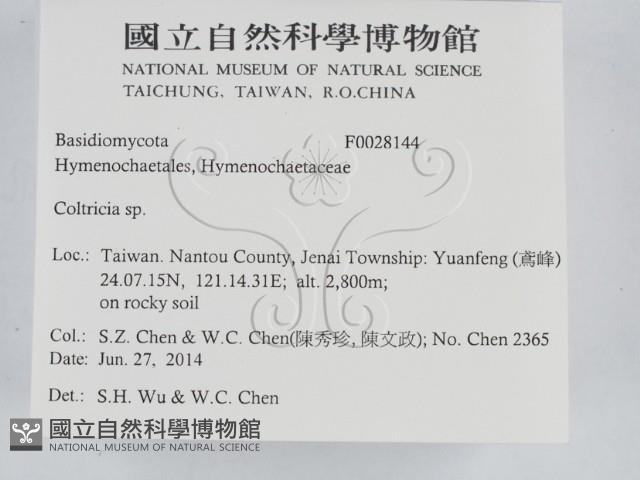 集毛菌屬藏品圖，第2張