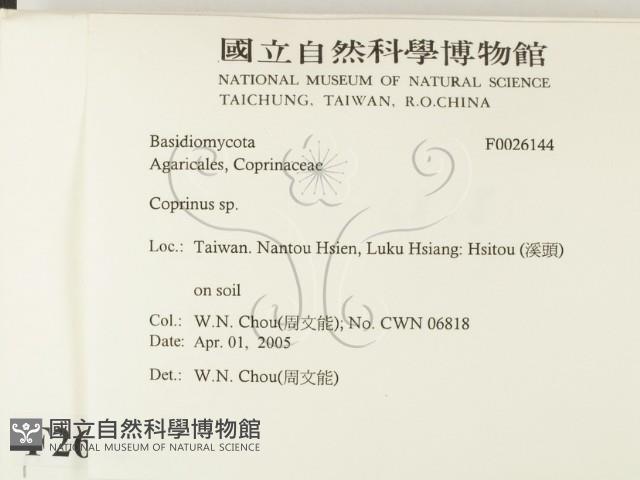 鬼傘屬藏品圖，第2張