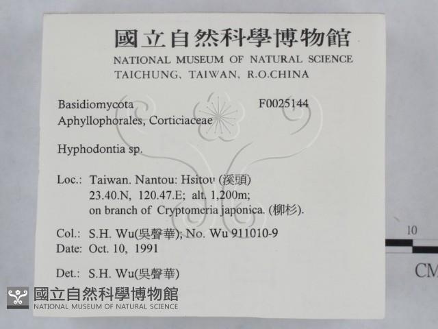 絲齒菌屬藏品圖，第2張