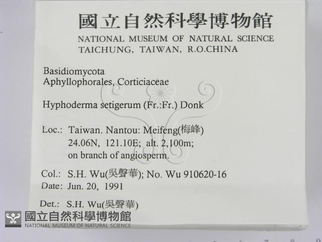 剛毛絲皮菌藏品圖，第2張