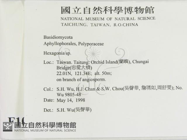 蜂窩菌屬藏品圖，第2張