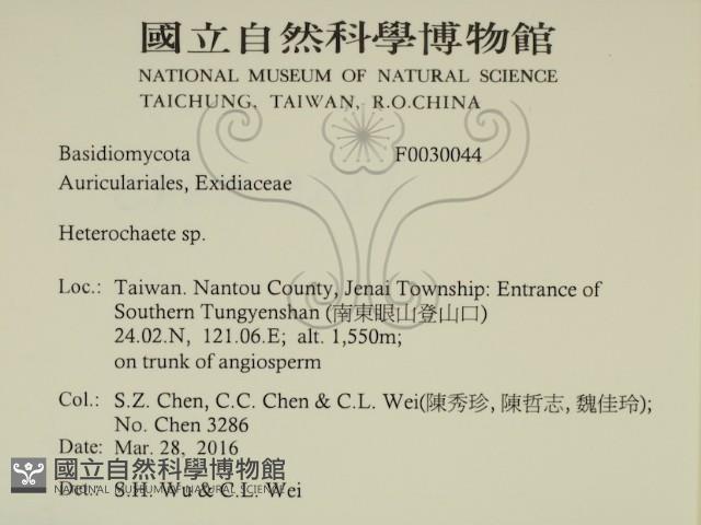 刺皮菌屬藏品圖，第2張