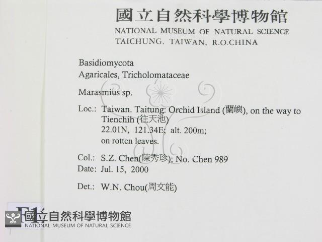 小皮傘屬藏品圖，第2張