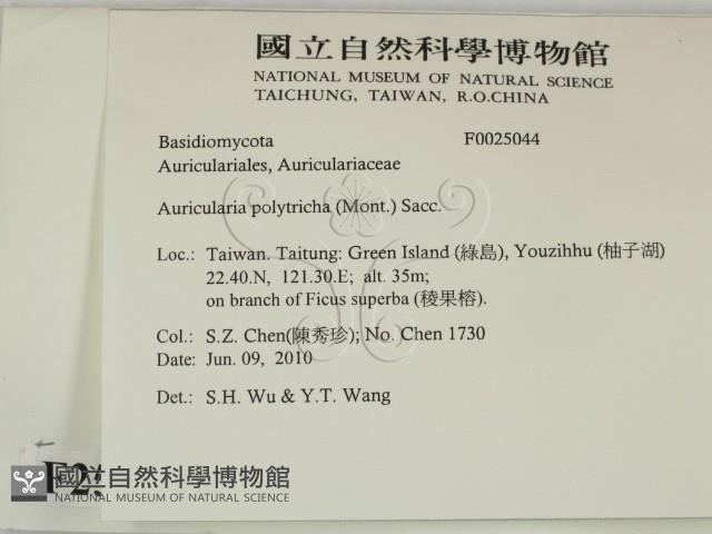 毛木耳藏品圖，第2張