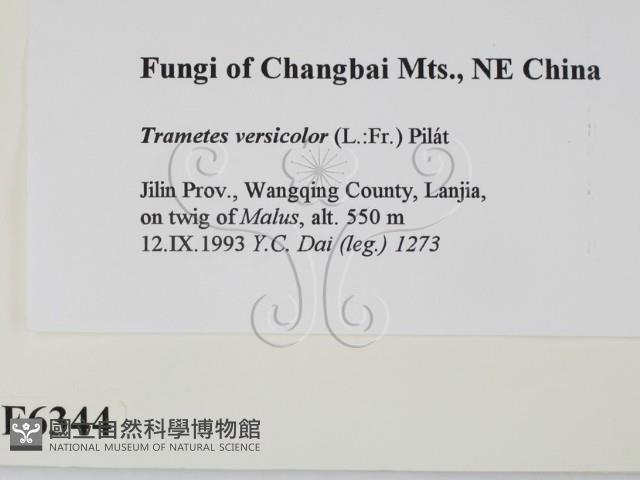 雲芝藏品圖，第2張